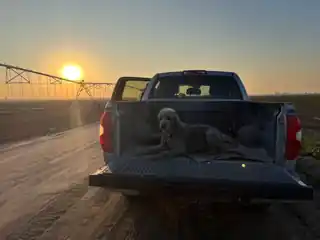 Weir resting in the pickup at sunset beside farm fields.